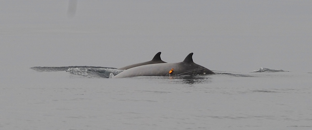 Two tagged beaked whale's visibly gliding through the water.