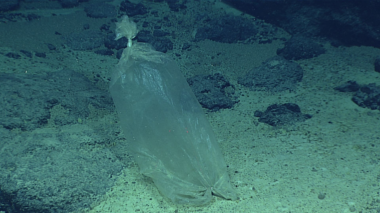 A plastic bag underwater.