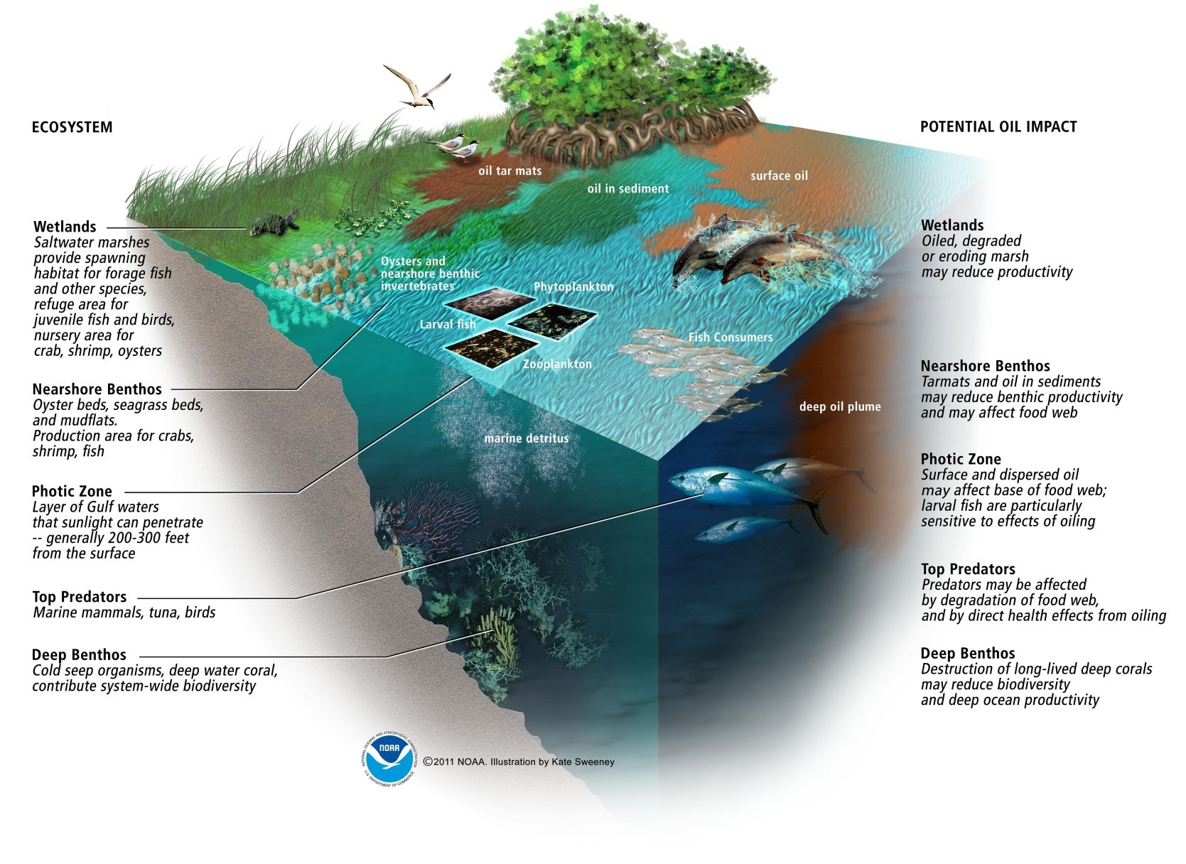 An infographic depicting an ecosystem with oil impacting various areas. 