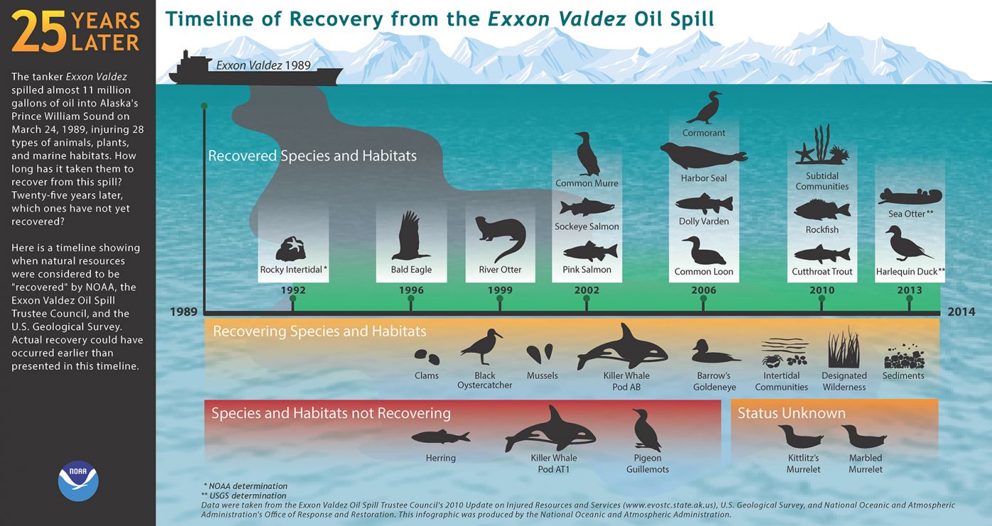 An infographic depicting the recovery times for different animals. 
