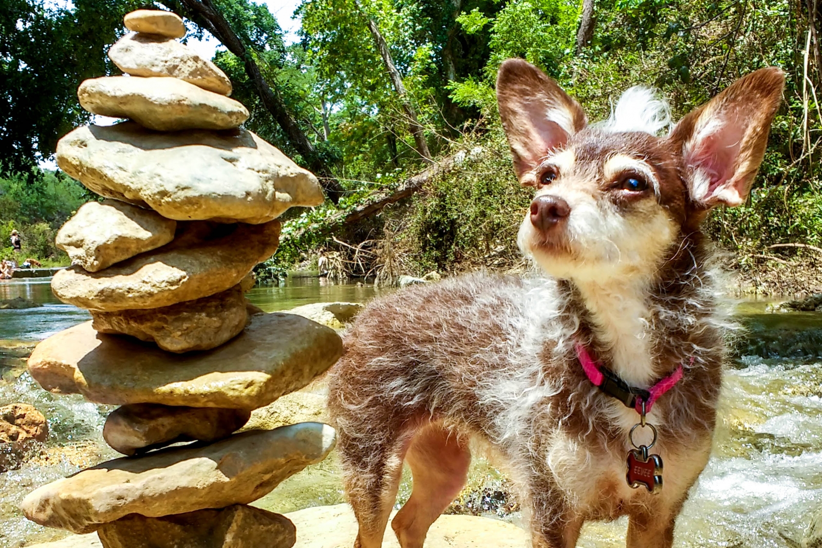 A small dog standing next to a pile of stacked rocks.
