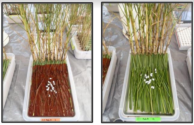 The left image shows an oiled marsh sample, the right shows a clean marsh grass sample. 