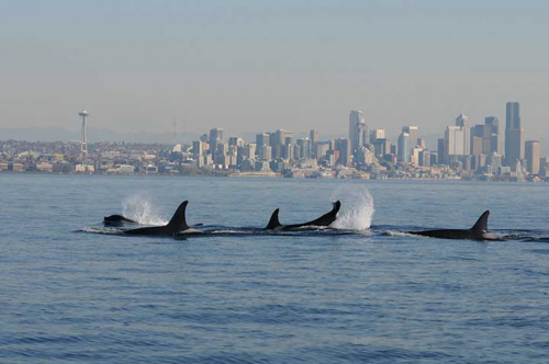 Orcas with a skyline in the background.
