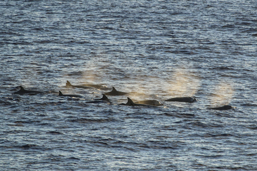 A group of whales breaching the surface.
