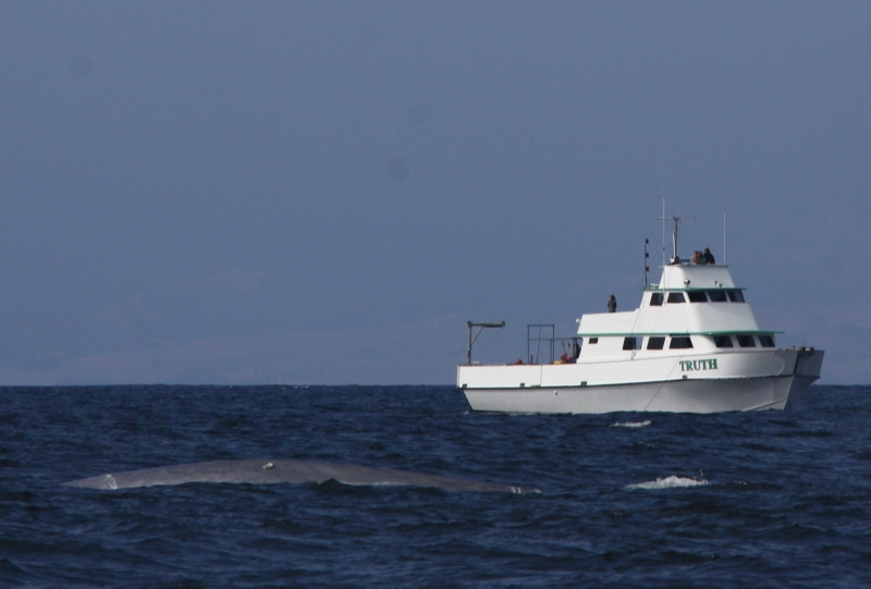 A tagged whale with a vessel called "Truth" in the background.