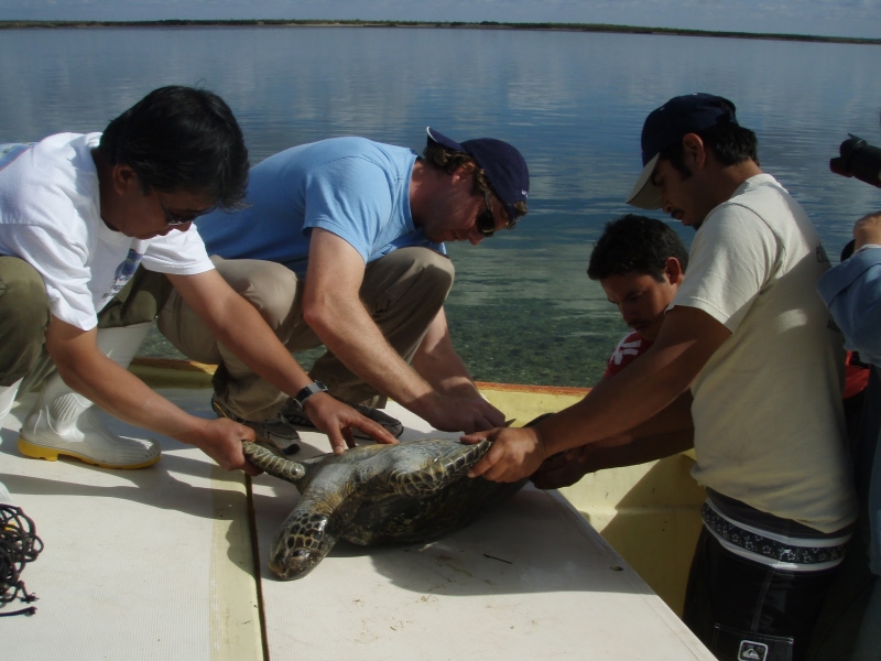A group of people on a boat holding a sea turtle.