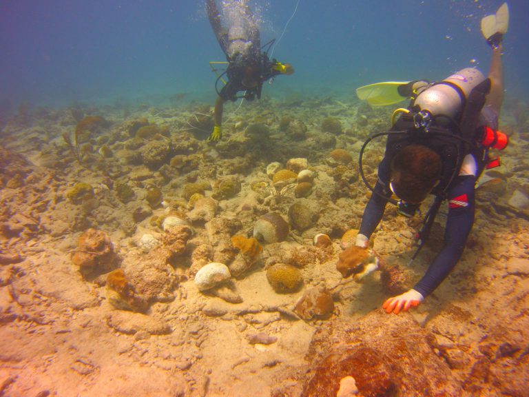 Divers attaching corals to the sea floor. 