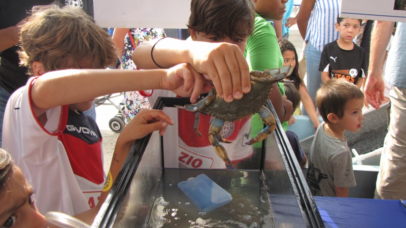 Two kids holding a blue crab above a water tank.