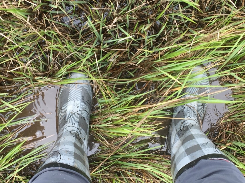 A person's feet in boots walking through a marsh. 