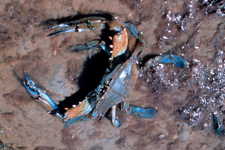 A blue crab on a muddy beach. 
