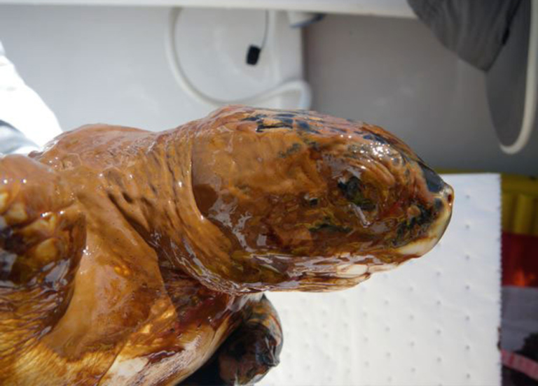 A sea turtle covered in oil.