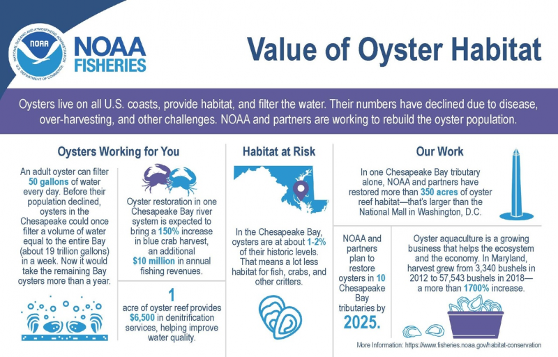 An infographic describing the value of oyster habitat.