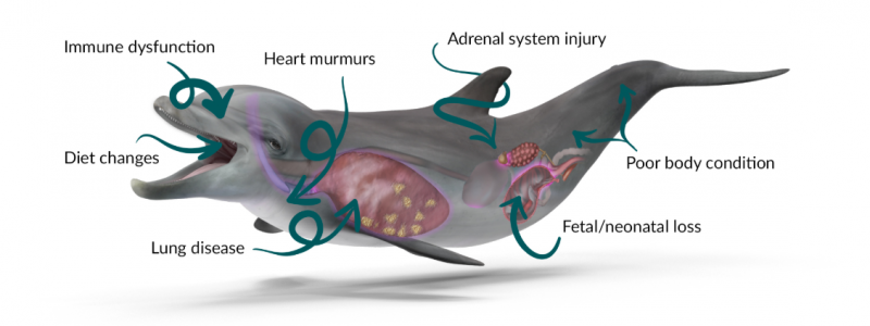 An illustration of a dolphin labeling injuries: immune dysfunction, diet changes, lung disease, heart murmurs, adrenal system injury, fetal/neonatal loss, and poor body condition.