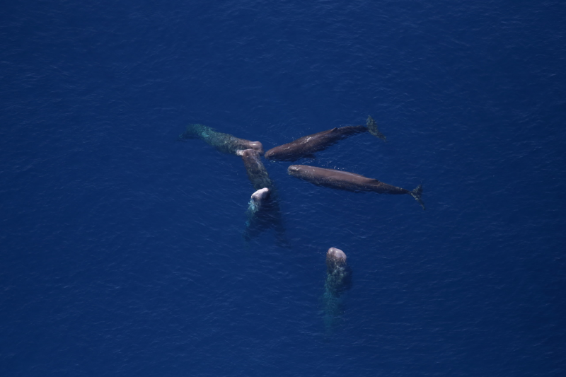 An aerial view of a group of whales.