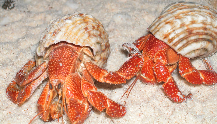 Two hermit crabs. 