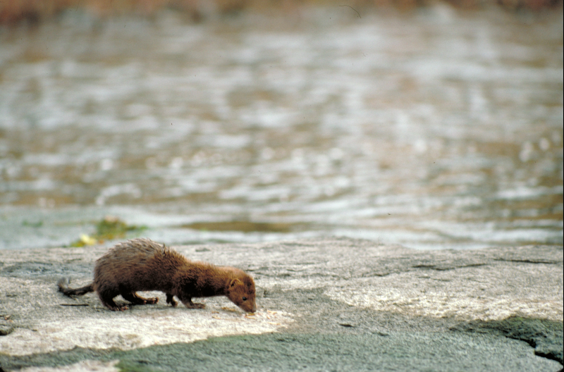 A mink on a rocky riverbank.