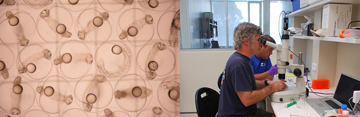 An image on the left shows a microscopic view of bluefin tuna eggs. The image on the right shows a man looking through a microscope. 