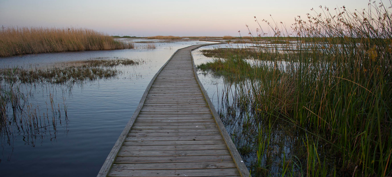 A boardwalk through a wetland.