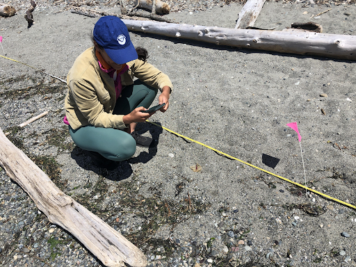 Scientist crouching on a sandy beach, taking measurements.
