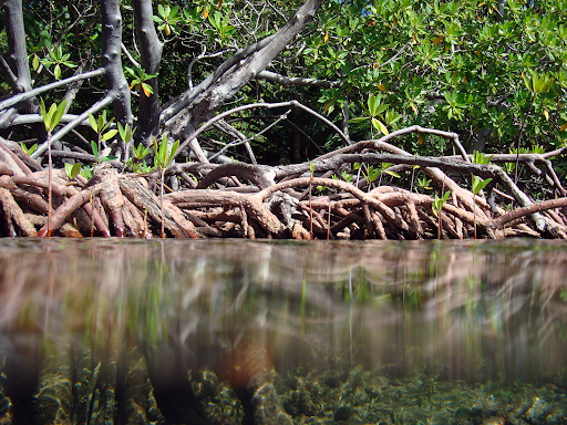 A mangrove.