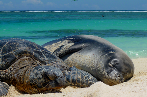 A sea turtle and a seal on a beach.