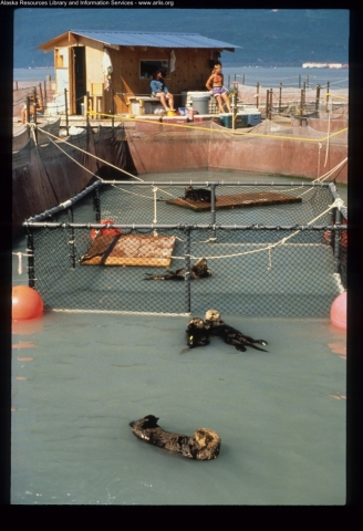 Sea otters in a confined pen. 