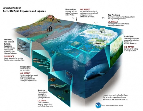 An infographic showing cutaway illustrations of various species and habitat impacted by oil in the Arctic.