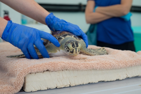 A juvenile turtle being held down by a person wearing rubber gloves. 