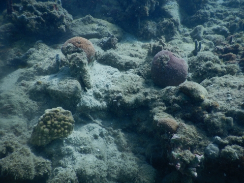 An underwater image of corals.