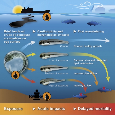 An infographic depicting the impacts of oil on cod embryos after varying levels of exposure. 