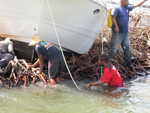 A group of people working around a vessel grounded in a mangrove.