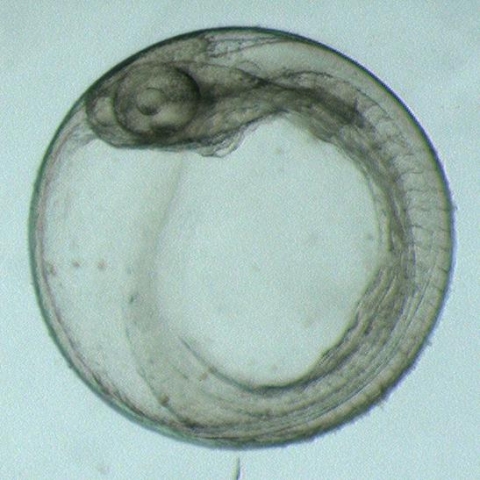 A fish embryo. 