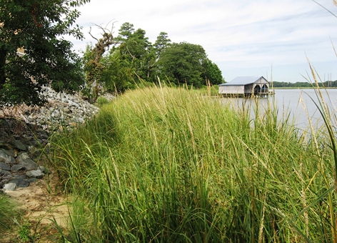A view of marsh grass in the foreground with a boathouse in the background. 
