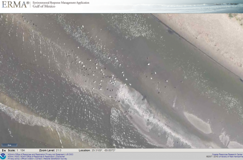 A screenshot of an ERMA aerial image depicting white dots, possibly birds, flying over the shoreline.