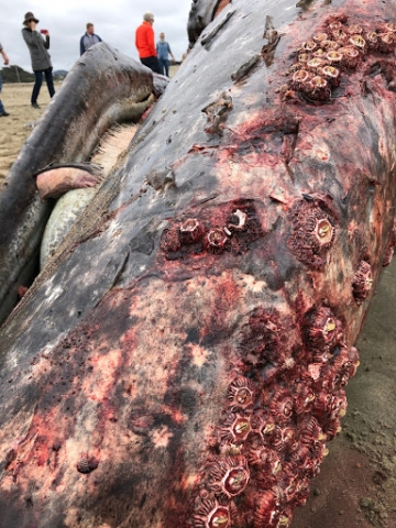 A whale carcass. 