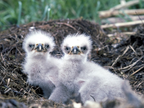 Two eagle chicks. 
