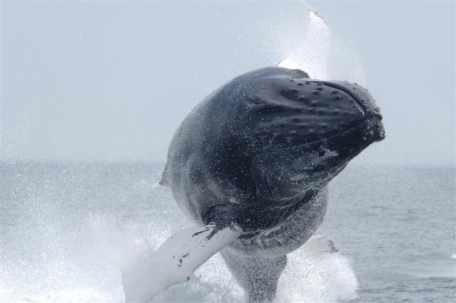 A humpack whale jumps from the water.