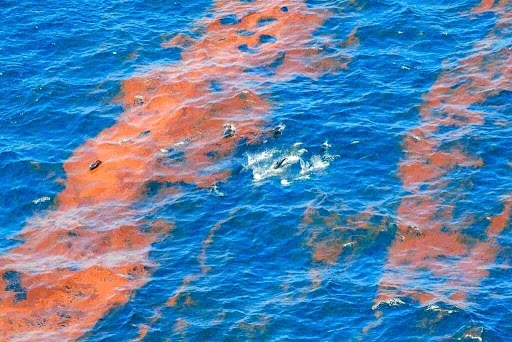 A group of dolphins seen swimming among a slick of an orange substance in the water.