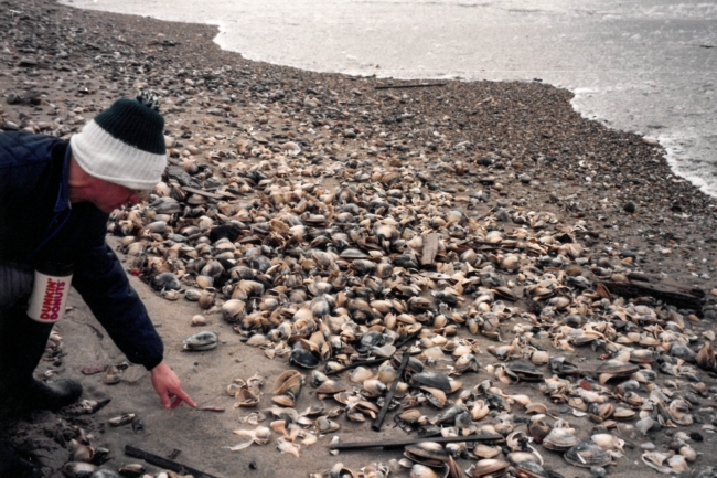 A person looking at dead shellfish on a rocky shore. 