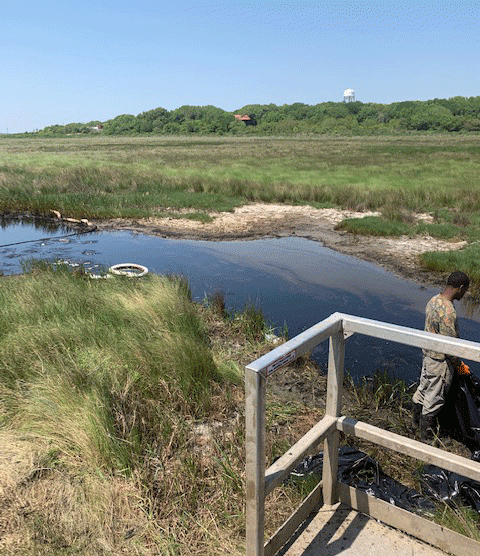 An oiled marsh area.