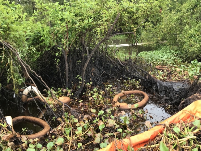 Pollution boom and sorbent in an area of oiled vegetation. 