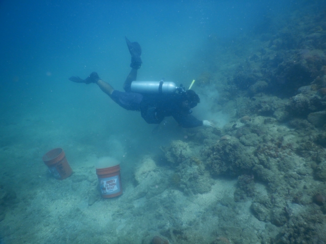 A diver reattaching coral underwater.