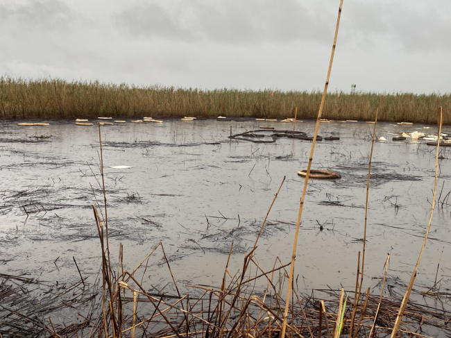 Oil pollution boom in a marsh area.