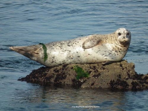 A harbor seal on a rock in the water.