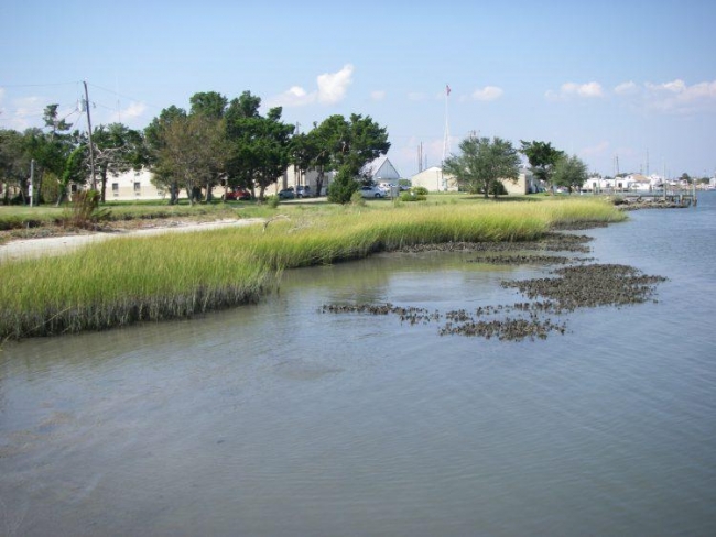 A living shoreline with green marsh and a waterfront in the foreground, and trees and buildings in the background. 