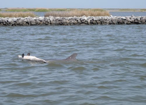 A dolphin pushing a dead calf through the water.