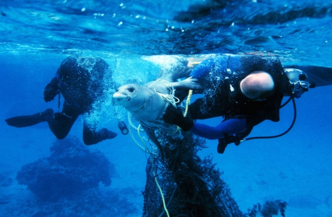 Two divers assisting a seal stuck in a fishing net.