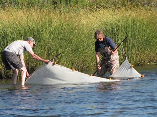 Two people in water near a marsh with a fishing seine. 