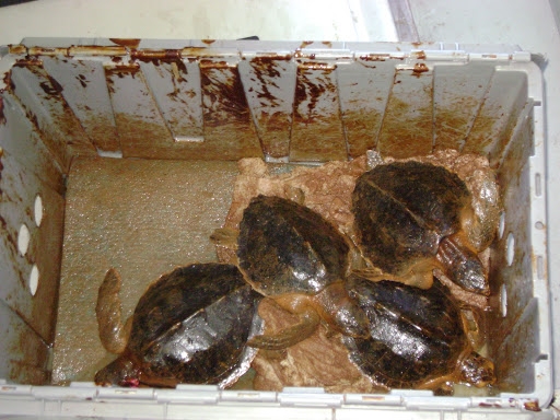 Four oiled juvenile sea turtles in a box. 