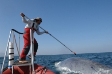 A man on a boat using a long metal instrument to place an item on a whale.